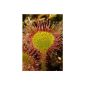 Tropica - Sundew (Drosera rotundifolia) - 50 seeds including growing medium (garden products)