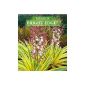 BALDUR Garden Yucca 'Bright Edge®', 1 plant
