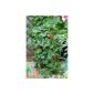 Strawberry tree aroma Star, 5 piece (garden products)