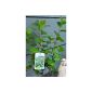 Chokeberry Aronia melanocarpa Viking 40 - 60 cm high in the 3 liter container planting