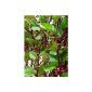 Tropica - Vegetables - Red Malabarspinat (Basella rubra) - 15 seeds