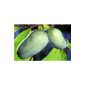 PAW PAW, Asimina triloba, Indiana Banana, frost-hardy tree, 5 vorstratifizierte seed !!