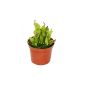 Carnivorous Plant - Marsh pitcher - Heliamphora - 9cm pot - rarity