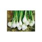 Spring onion - Early harvest (300 seeds) (garden products)