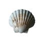 Conch shell compartments 10 to 12cm scallop