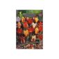 40 tulips Greigii color mix, size 10/11 (Garden & Outdoors)