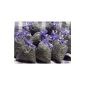 5 x Lavendelsäckchen with real French lavender - A total of 50 g of lavender flowers (household goods)