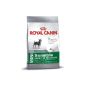 Royal Canin Mini Sensible 30 dog food, 10 kg 1er Pack (1 x 10 kg) (Misc.)