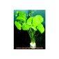 1 bunch Hydrocotyle verticillata, Hutpilzpflanze