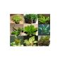 40 water plants, 5 bundles and 5 potted plants