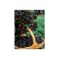 Blackberry Chester Thornless®, thornless, 3 plants (garden products)