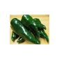 Means sharp, Mexican chili - Ancho Mulato, Poblano - 20 seeds