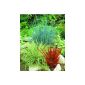 Colorful ornamental grasses, 3er Set consisting of: 1 Staude Japanese blood grass Red Baron®, 1 perennial bird's-foot Sedge, 1 perennial blue fescue (garden products)
