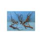 25-30 cm Moorkienwurzel Moorkien Wood shrimp tree root (Misc.)