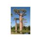 Tropica - Malagasy Baobab (Adansonia grandidieri) - 4 seeds (garden products)