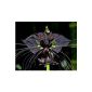 Tacca chantrieri - black bat flower - black batflower plant - 5 seeds (garden products)