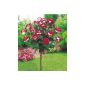 BALDUR Garden Rose stems 'Osiria®', 1 Pedigree Rose