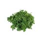 Moringa (Moringa oleifera) - leaves dried - 150 grams in the aroma protection bags (Food & Beverage)