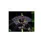 Black Bat Flower, Bat plans - Tacca chantrieri - seeds (garden products)
