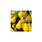 Yellow pear-shaped mini tomato - yellow bulbs - yellow pear - 20 seeds (garden products)