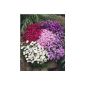 Perennial Aster dumosus cushion Aster color mixture, 5 perennials (garden products)