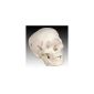 Life-size human skull - Medical Model (Health and Beauty)