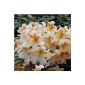 Large-flowered Rhododendron Bernstein 30-40cm - Alpenrose
