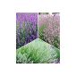 BALDUR Garden Hardy perennials lavender assortment blue, pink, white, 9 plant Lavandula