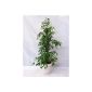 Ficus benjamina 'Exotica' 160 cm / houseplant