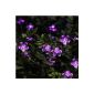 Innoo Tech 5M Solar Lights 50 LED outdoor flowers, decorations for Christmas wedding party garden party etc (Purple)
