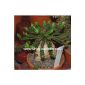 Euphorbia stellata 0.5 cm