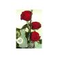 Three red roses - including Kultvase!  (Garden products)
