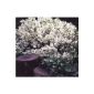 Maiblumenstrauch white flowering, 1 plant (garden products)