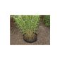 Stop root for bamboo shrubs hedges - root barrier root protection 60x300cm Plastic