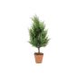 Euro Palms 82606965 Cypress, 140cm (household goods)