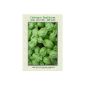 Ocimum basilicum 'Genovese' (1000) Seeds - Basil 'Genovese' Seeds [Basil 'Genovese']