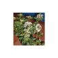 Mediterranean Snowball Viburnum tinus Eve Price 60 cm in 5 liter container planting