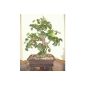 Polyscia Bonsai (33cm) - Artificial Tree WITHOUT POT (Kitchen)