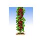 BALDUR Garden pillar cherries 'Stella', 1 plant, Prunus avium
