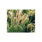 100 seeds genuine rice, Oryza sativa ssp.  japonica