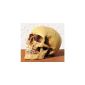 Anatomy skull with lower jaw of Markus Mayer