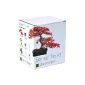 Plant Theatre Bonsai Trio Kit - 3 unique bonsai trees (garden products)