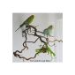 Sensational corkscrew Naturast with many perches for budgie & Co. (Misc.)