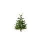 Nordmann fir Christmas tree, H 150 - 175 cm, Premium quality, freshly beaten, extradition between 15th 17:12.  (Garden products)