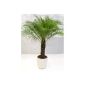 Phoenix roebelenii Dwarf Date Palm 160 cm / 50 cm trunk / potted palm